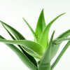 closeup shot green aloe vera plant white _Aloe Concentrate Unflavored