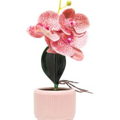 Orchid Flowers With Lightgreen Pot 5 orchid flowers with lightgreen pot 1 Orchid Flowers With Lightgreen Pot