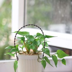 Plastic Hanging Flower Pot For Indoor & Outdoor 5 plastic hanging flower pot for indoor outdoor 1 Plastic Hanging Flower Pot For Indoor & Outdoor