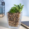 Fake Mini Succulent Plant With Glass Pot 2 market99 fake mini succulent plant with glass pot Fake Mini Succulent Plant With Glass Pot