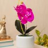 Purple Orchid With White Pot 2 purple orchid with white pot Purple Orchid With White Pot