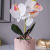 White Orchid Flowers With Pink Wide Pot